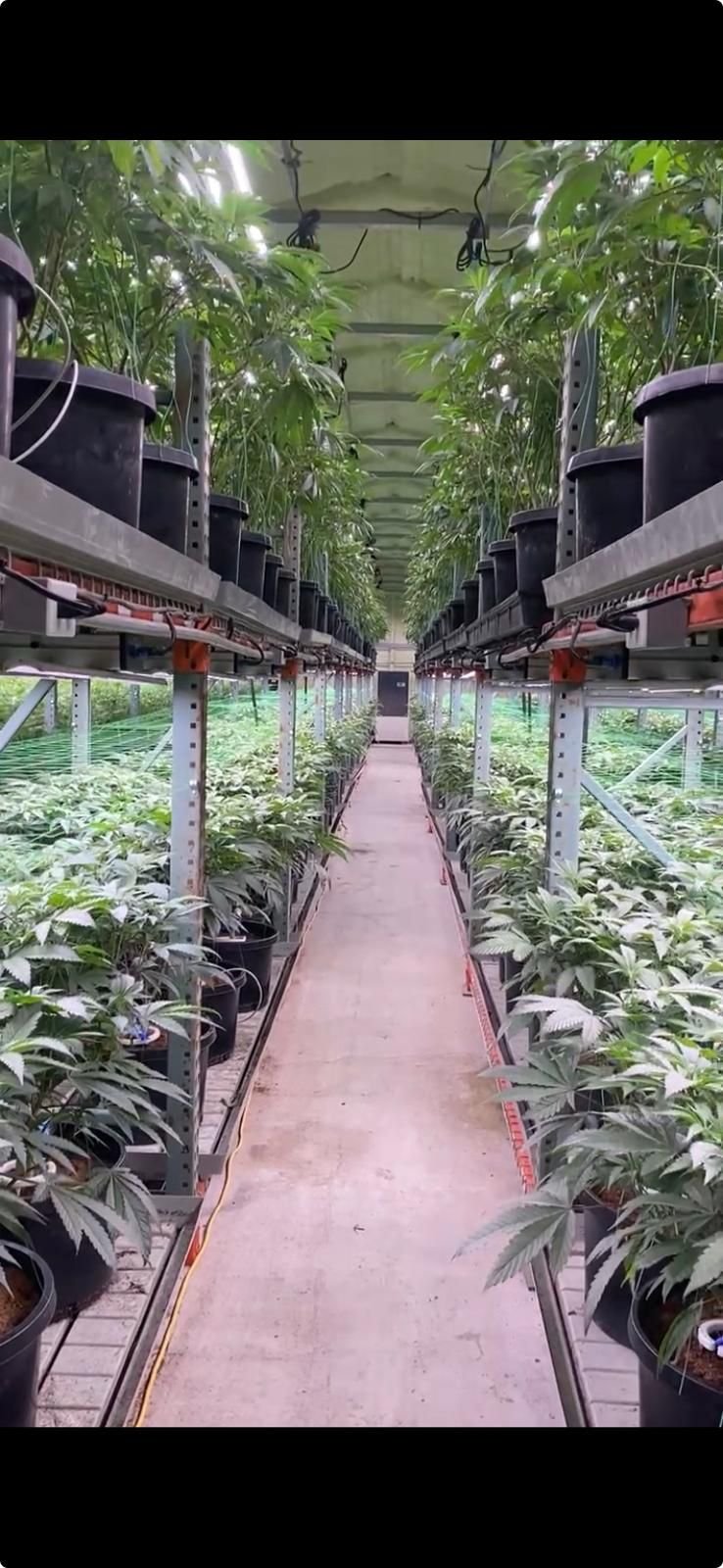 Cannabis cultivation facility