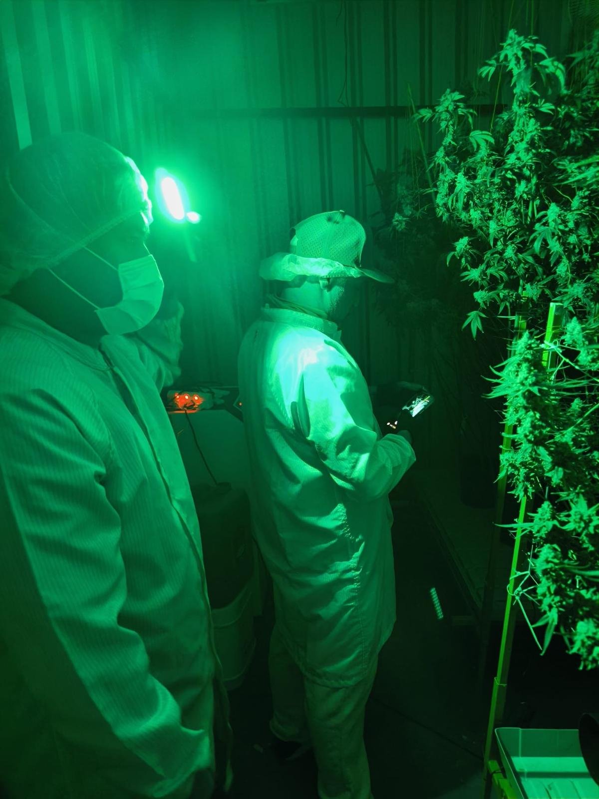 Indoor cannabis grow room